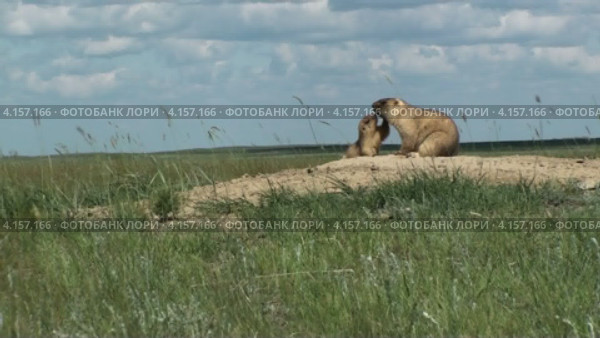 Общение сурков. Стоковое видео, видеограф Леонид Замыцкий / Фотобанк Лори