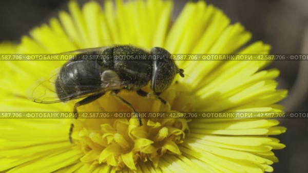 Обыкновенная лагунная муха (Eristalinus aeneus) на цветке мать_и_мачехи. Стоковое видео, видеограф Mixail59 / Фотобанк Лори