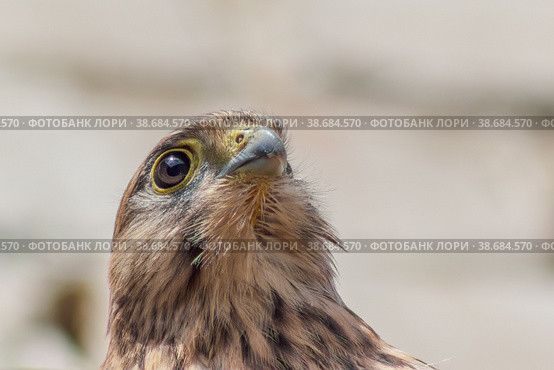 Обыкновенная пустельга, сокол (Falco tinnunculus) Стоковое фото, фотограф Вячеслав Орос / Фотобанк Лори