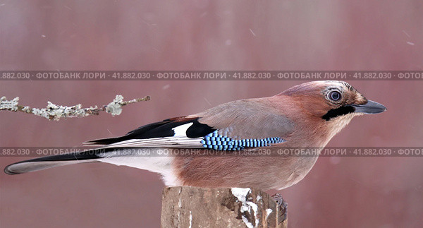 Обыкновенная сойка на дереве (Garrulus glandarius) Стоковое фото, фотограф EgleKa / Фотобанк Лори