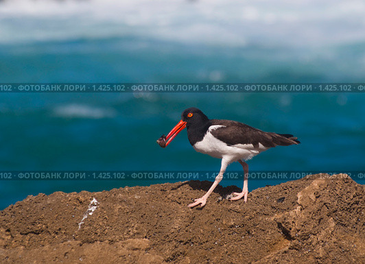 Обыкнове́нный кули́к-соро́ка (лат. Haematopus ostralegus)  с ракушкой. Стоковое фото, фотограф Ирина Кожемякина / Фотобанк Лори