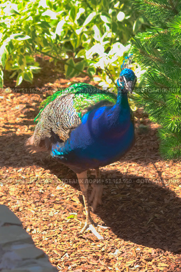 Обыкновенный павлин (Pavo cristatus) гуляет. Стоковое фото, фотограф Евгений Капранов / Фотобанк Лори
