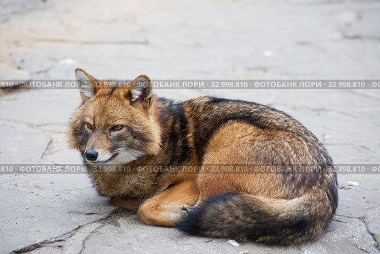 Обыкновенный  шакал (Golden Jackal) Стоковое фото, фотограф Галина Савина / Фотобанк Лори