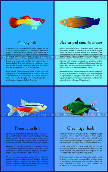 Ocean and sea fishes isolated on color backdrops vector illustrations, guppy and neon tetra near exotic green tiger barb and blue striped tamarin. Ocean and Sea Fishes Isolated on Color Backdrops. Стоковая иллюстрация, агентство Ingram Publishing / Фотобанк Лори