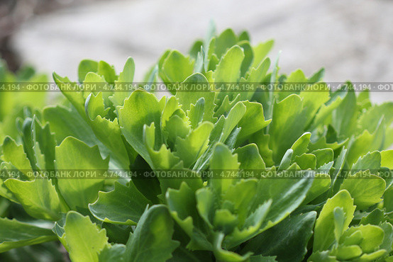 Очиток видный или Седум (Sedum spectabile). Молодые побеги. Стоковое фото, фотограф Евгений Мухортов / Фотобанк Лори