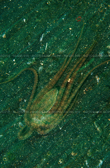 Octopus fleeing mimicking a flounder, North Sulawesi. Стоковое фото, фотограф Mathieu Meur/Stocktrek Images / ТАСС / Фотобанк Лори