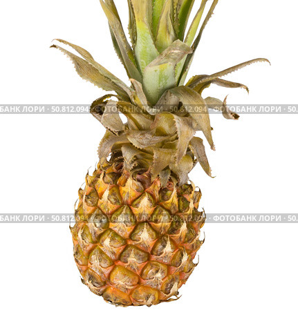 Один целый ананас на белом фоне. One whole pineapple on a white background. Стоковое фото, фотограф Татьяна Д / Фотобанк Лори