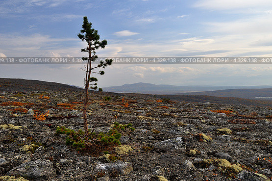 Одинокая сосна на камнях. Стоковое фото, фотограф MerSavets / Фотобанк Лори