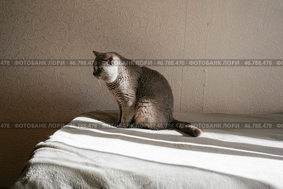 Одинокий кот сидит на кровати в спальне. Серый шотландский прямоухий кот. Питомец ждет своего хозяина. Стоковое фото, фотограф Елена Болтунова (Галиуллина) / Фотобанк Лори