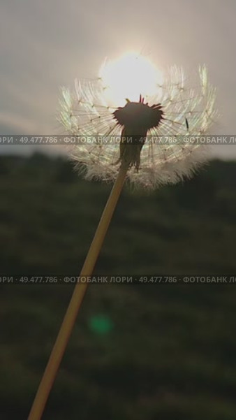 одуванчик и солнце. Стоковое видео, видеограф Максим Камкин / Фотобанк Лори