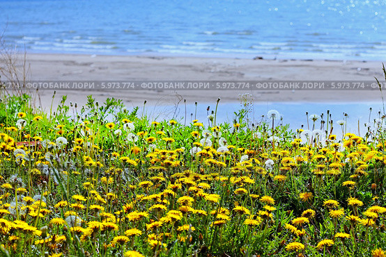 Одуванчик лекарственный - семейства Астровые (Asteraceae). Поляна одуванчиков на берегу Обского моря. Стоковое фото, фотограф Евгений Мухортов / Фотобанк Лори