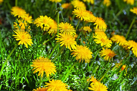 Одуванчик лекарственный, семейство астровые (Asteraceae) Стоковое фото, фотограф Евгений Мухортов / Фотобанк Лори