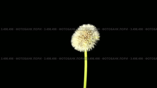 Одуванчик (Taraxacum) Стоковое видео, видеограф Артем Поваров / Фотобанк Лори