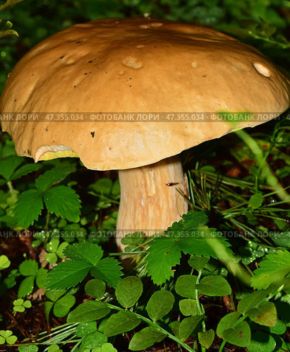 Огромный белый гриб (лат. Boletus edulis) Стоковое фото, фотограф Photolart / Фотобанк Лори