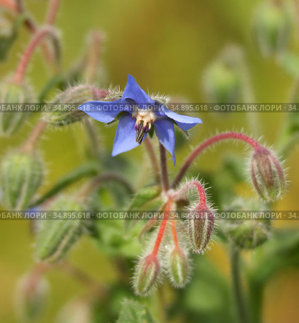 Огуречная трава (Borago officinalis L.) Стоковое фото, фотограф Ельцов Владимир / Фотобанк Лори