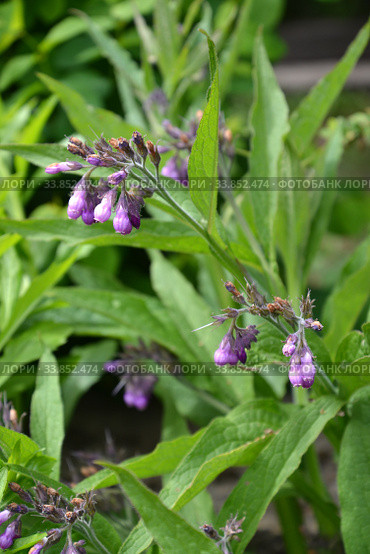 Окопник лекарственный (Symphytum officinale L.). Цветущее растение. Стоковое фото, фотограф Ирина Борсученко / Фотобанк Лори