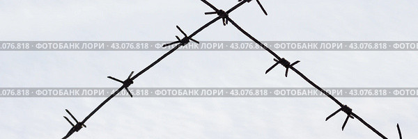 Old barbed wire on a background of snow. Barbed wire closeup. Shallow depth of field. Siberia, Russia. Стоковое фото, фотограф Андрей Степанов / Фотобанк Лори