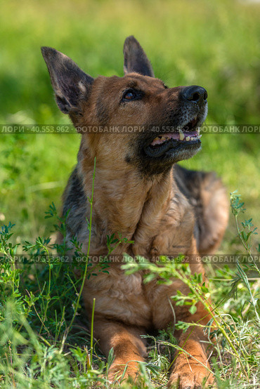 Old german shepherd among green grass. Стоковое фото, фотограф Анна Кривицкая / Фотобанк Лори
