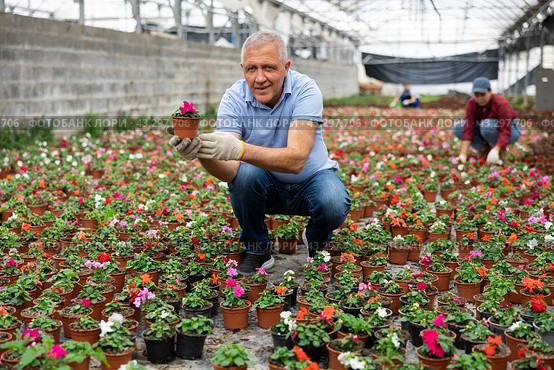 Old man planter sitting down holding a pot of waller's balsamine flower in greenhouse. Стоковое фото, фотограф Яков Филимонов / Фотобанк Лори