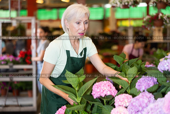 Old saleswoman looking at hydrangea flowers in open-air plants market. Стоковое фото, фотограф Яков Филимонов / Фотобанк Лори