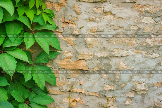 Old stone wall with ivy as background. Стоковое фото, фотограф Марина Демидюк / Фотобанк Лори
