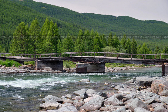 Old wooden damaged bridge over Altai river Bashkaus. On the river banks there is siberian larch taiga forest. Стоковое фото, фотограф Сергей Пристяжнюк (Serg Zastavkin) / Фотобанк Лори