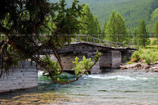 Old wooden dilapidated bridge over Altai river Bashkaus. On the river banks there is siberian larch taiga forest. Стоковое фото, фотограф Сергей Пристяжнюк (Serg Zastavkin) / Фотобанк Лори