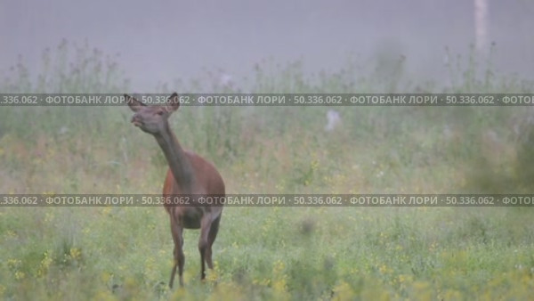 Олень благородный. Дикие животные. Cervus elaphus. Стоковое видео, видеограф Дмитрий Якубович / Фотобанк Лори