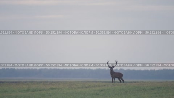 Олень благородный. Самец во время гона. Дикие животные в сезон размножения. Cervus elaphus. Стоковое видео, видеограф Дмитрий Якубович / Фотобанк Лори