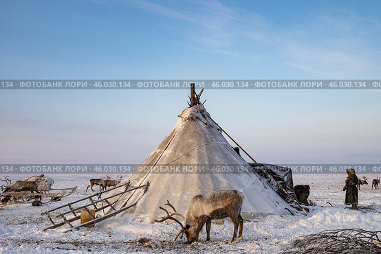 Олень на фоне чума. Этнография. Ямал. Стоковое фото, фотограф Катерина Романова / Фотобанк Лори