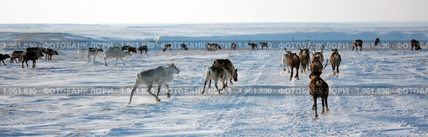 Олени на крайнем севере. Стоковое фото, фотограф Пьянков Александр / Фотобанк Лори