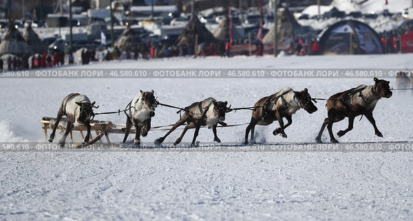 Олени в упряжке. Стоковое фото, фотограф Александр Рюмин / ТАСС / Фотобанк Лори