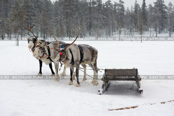 Оленья упряжка (2014 год). Редакционное фото, фотограф Вячеслав Палес / Фотобанк Лори