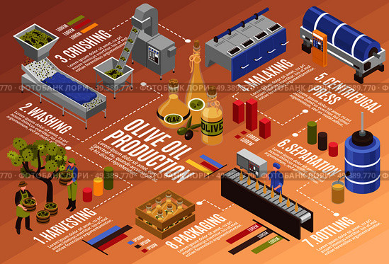 Olive oil production process isometric infographics from harvesting to bottling with centrifugal press and separation vector illustration  . Olive Oil Production Infographics . Стоковая иллюстрация, агентство Ingram Publishing / Фотобанк Лори