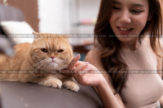 On the sofa is an intelligent Persian cat. Staring at show on the computer screen opened by the owner while working in the living room at home. Стоковое фото, агентство Ingram Publishing / Фотобанк Лори