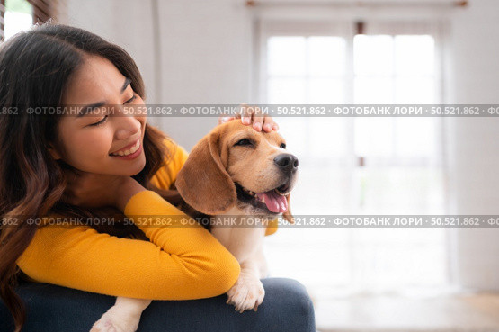 On weekends, a beagle and her owner sit in their living room, Стоковое фото, агентство Ingram Publishing / Фотобанк Лори