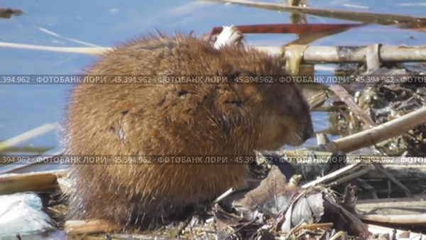 Ондатра, или мускусная крыса Ondatra zibethicus. Стоковое видео, видеограф Александр Мамонтов / Фотобанк Лори