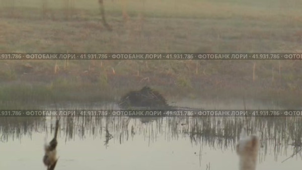 Ондатра у своей хатки (2024 год). Стоковое видео, видеограф Владимир Чинин / Фотобанк Лори