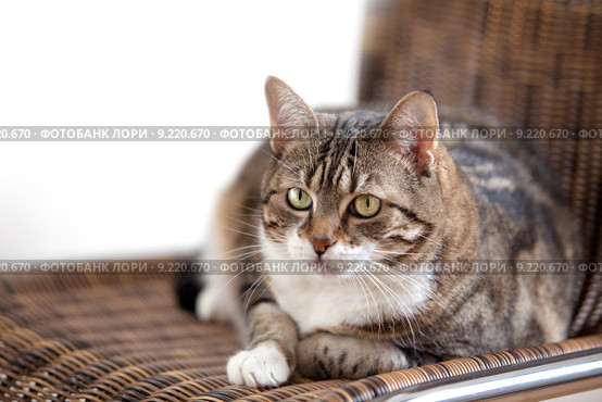 one alone chair cat lonely. Стоковое фото, фотограф Nailia Schwarz / Smarterpix / Фотобанк Лори