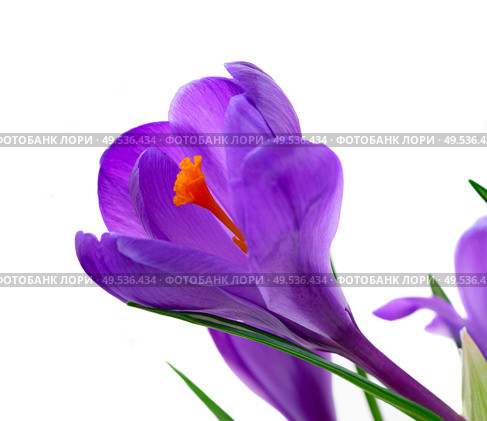 One blue crocuses flower close up isolated on white background. Blue crocuses flowers. Стоковое фото, агентство Ingram Publishing / Фотобанк Лори