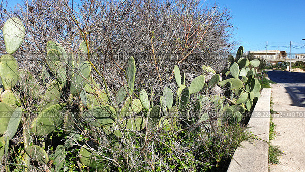 Опунция мелковолосистая (Opuntia microdasys). Надур (In-Nadur). Остров Гоцо (Gozo). Мальта (2023 год). Стоковое фото, фотограф lana1501 / Фотобанк Лори