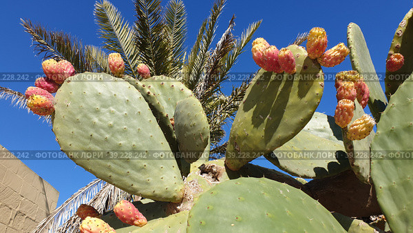 Опунция мелковолосистая (Opuntia microdasys). Надур (In-Nadur). Остров Гоцо (Gozo). Мальта (2023 год). Стоковое фото, фотограф lana1501 / Фотобанк Лори