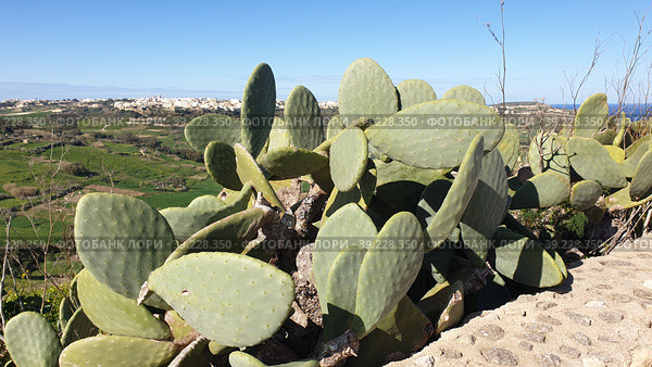 Опунция мелковолосистая (Opuntia microdasys). Надур (In-Nadur). Остров Гоцо (Gozo). Мальта (2023 год). Стоковое фото, фотограф lana1501 / Фотобанк Лори