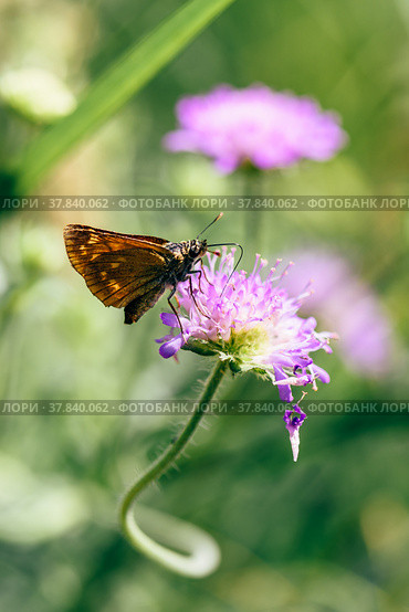 Orange butterfly on the pink flower. Стоковое фото, фотограф Всеволод Белоусов / Фотобанк Лори