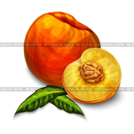 Orange natural organic sweet peach fruit sliced in half with seed leaves and yellow juicy meat isolated hand drawn sketch vector illustration. Стоковая иллюстрация, агентство Ingram Publishing / Фотобанк Лори