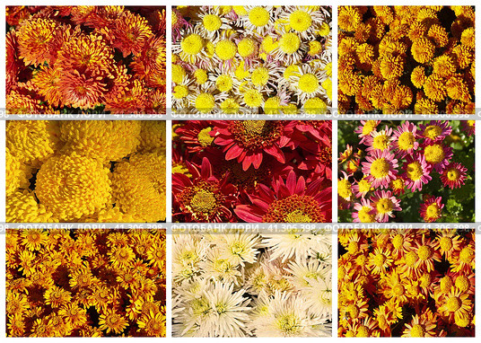 Orange, yellow and red fresh bright garden chrysanthemums on a sunny day. Collage of photos of blooming golden-daisys of different varieties. Floral natural background. Close-up, flat lay, top view. Стоковое фото, фотограф Виктория Катьянова / Фотобанк Лори