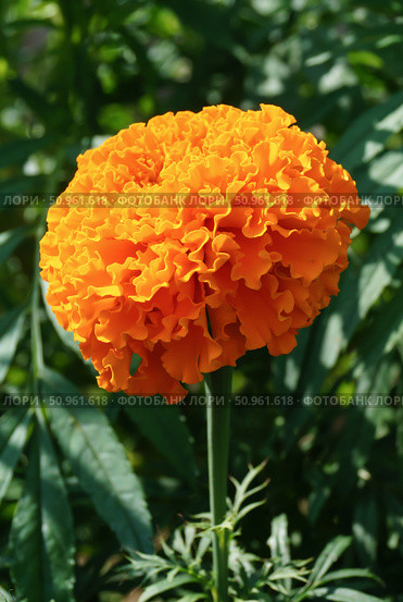 Оранжевые бархатцы прямостоячие "Прауд Мэри" (лат. Tagetes erecta Praud Mari Orange) Стоковое фото, фотограф Сергей Овчинников / Фотобанк Лори