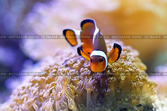 Оранжевый амфиприон, или амфиприон-клоун (лат. Amphiprion percula) Стоковое фото, фотограф Григорий Писоцкий / Фотобанк Лори