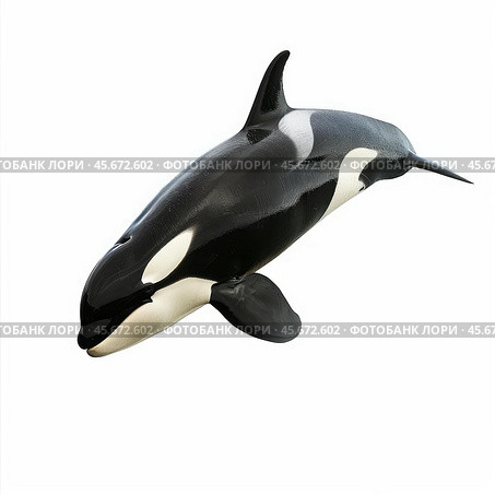 Orca whale swimming underwater on white background. Стоковое AI-изображение, AI-художник Иван Рябоконь / Фотобанк Лори