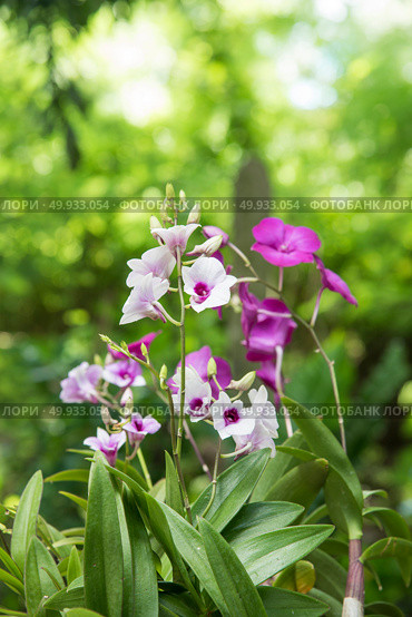 Orchids with nature background. Стоковое фото, агентство Ingram Publishing / Фотобанк Лори